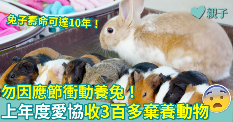 為應節養兔？飼養寵物需三思　2021-22年度愛協接收近360隻棄養動物