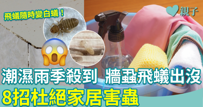 滅蟲貼士︱潮濕雨季殺到　牆蝨飛蟻家居出沒　8招杜絕害蟲