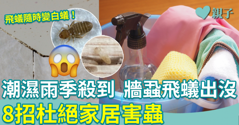 滅蟲貼士︱潮濕春季 牆蝨飛蟻家居出沒 8招杜絕害蟲