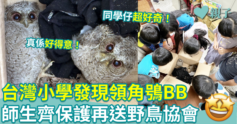 親子趣聞｜台中小學發現領角鴞BB　師生齊保護再送鳥協