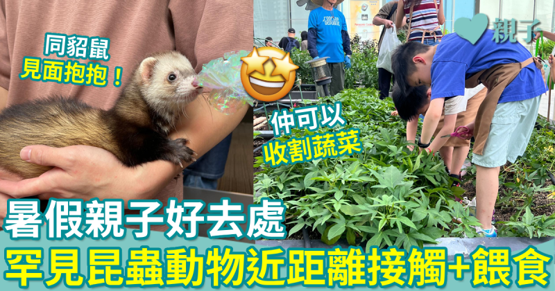 暑假好去處｜罕見昆蟲動物近距離接觸+餵食　都市農莊體驗收割蔬菜的樂趣
