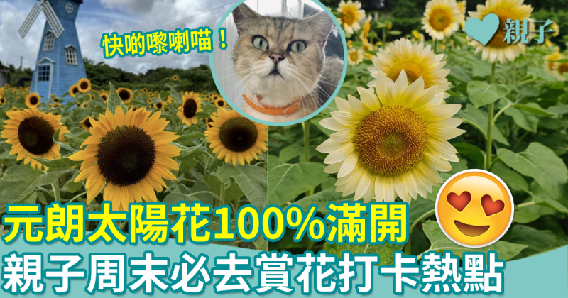暑假好去處︳元朗太陽花100%滿開　周末必去打卡熱點