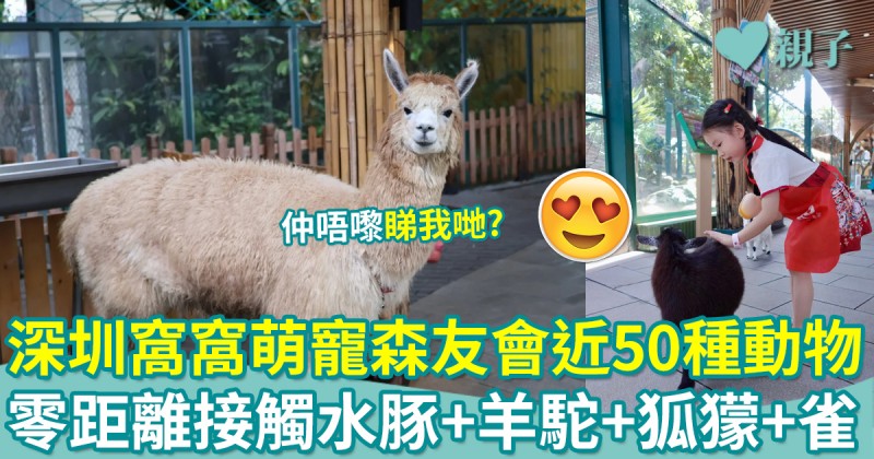 深圳好去處｜窩窩萌寵森友會近50種小動物！零距離接觸水豚+羊駝+狐獴