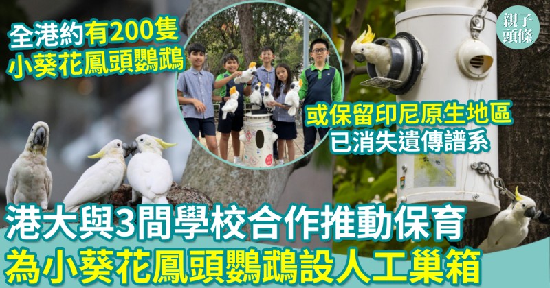 親子新聞｜港大與3間學校合作推動保育　為小葵花鳳頭鸚鵡設人工巢箱