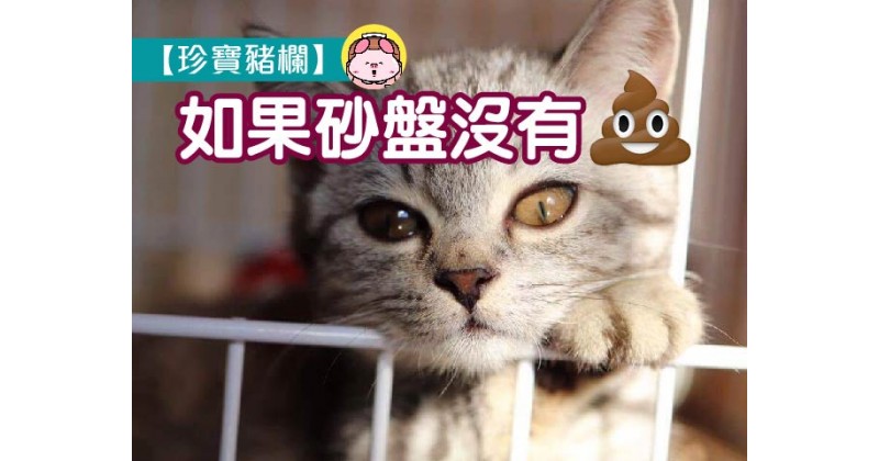 【珍寶豬欄】如果砂盤沒有屎