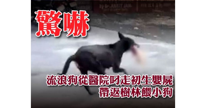 【驚嚇】流浪狗從醫院叼走初生嬰屍 帶返樹林餵小狗