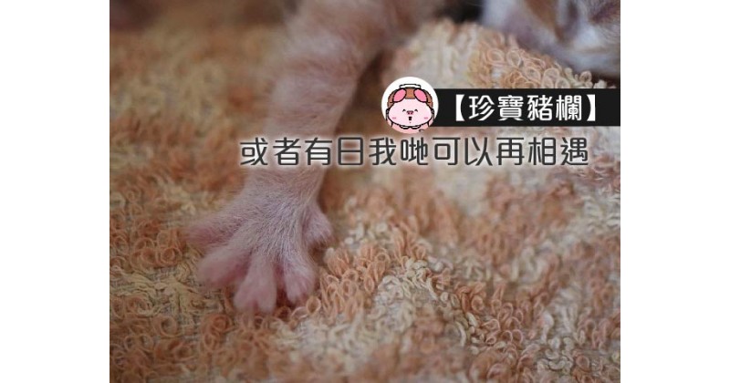 【珍寶豬欄】或者有日我哋可以再相遇