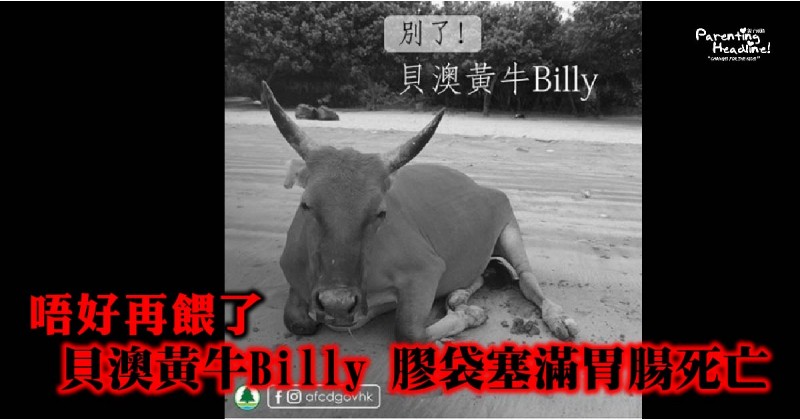 【唔好再餵了】貝澳黃牛Billy 膠袋塞滿胃腸死亡