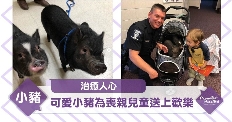 【治癒人心】可愛小豬為喪親兒童送上歡樂