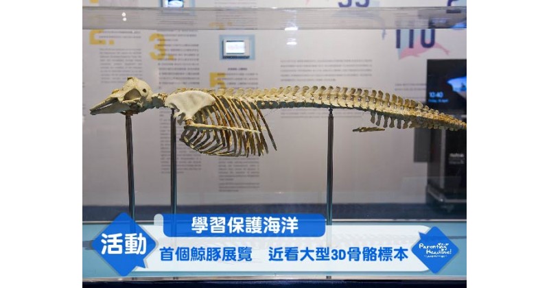 【學習保護海洋】首個鯨豚展覽　近看大型3D骨骼標本