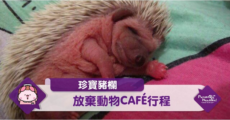 【珍寶豬欄】放棄動物CAFÉ行程