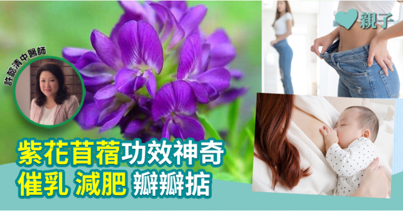 【中醫教路】紫花苜蓿功效神奇　催乳減肥瓣瓣掂