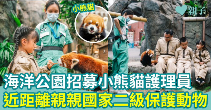 海洋公園招募小熊貓護理員　有機會親手餵飼國家二級保護動物