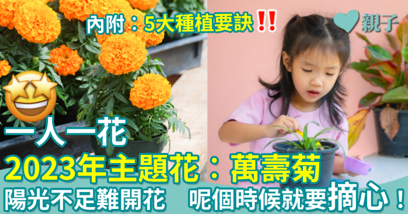 一人一花 2023︱萬壽菊5大種植攻略　 陽光不足難開花　 留意需及時「摘心」！