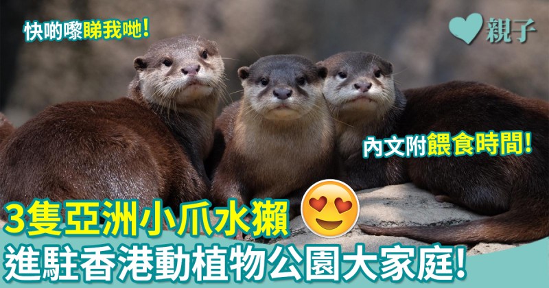 親子好去處｜香港動植物公園進駐3隻亞洲小爪水獺！內文附餵食時間