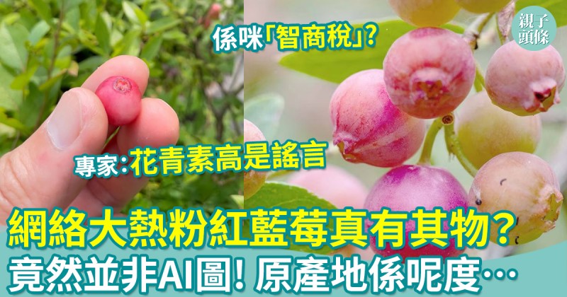 生活小百科｜網絡大熱「粉紅藍莓」真有其物？並非AI圖！原產地係呢度…