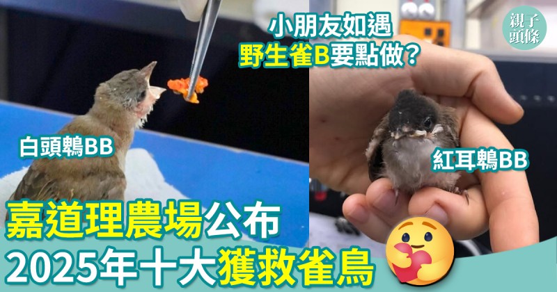 親子保育｜嘉道理公布2025年十大獲救雀鳥　小朋友如遇野生雀B要點做？