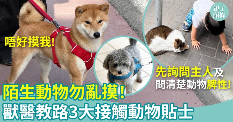 兒童安全｜陌生動物勿亂摸！獸醫教路3大接觸動物貼士