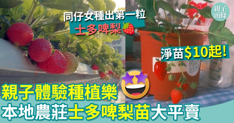 親子好去處｜前哨戰！本地農莊士多啤梨苗大平賣　親子體驗種植樂