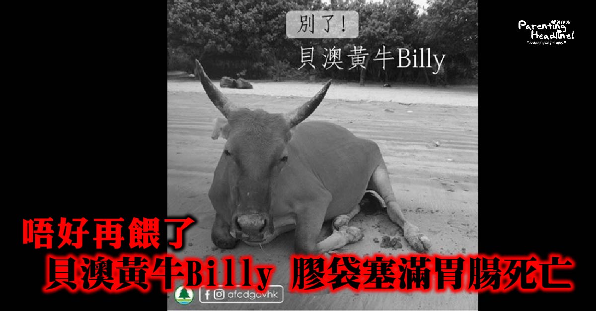 【唔好再餵了】貝澳黃牛Billy 膠袋塞滿胃腸死亡